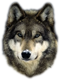 wolf_256_003.png
