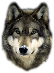 wolf_256_003.png