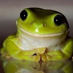 TherapistFrog.png